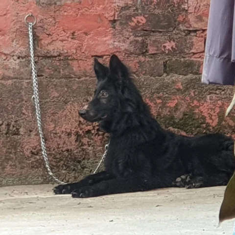 6Months Old. Full Black.