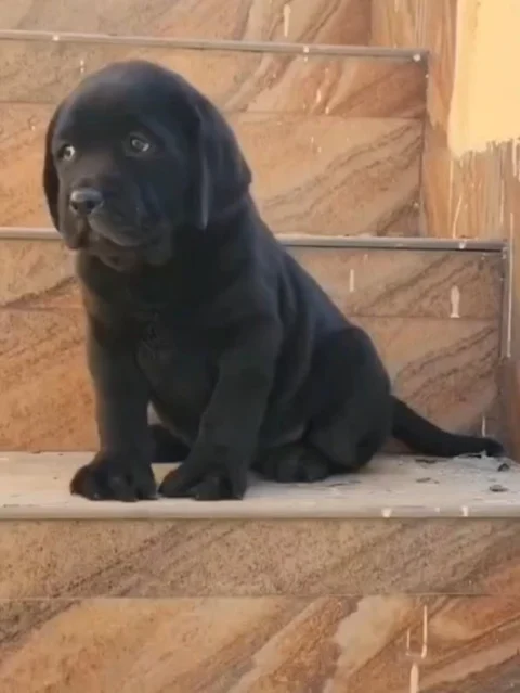 🐾 Cute Labrador Puppies Available — Fawn & Black 🐾