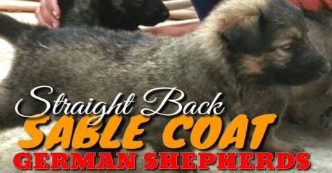 Sable Coat German Shepherds.