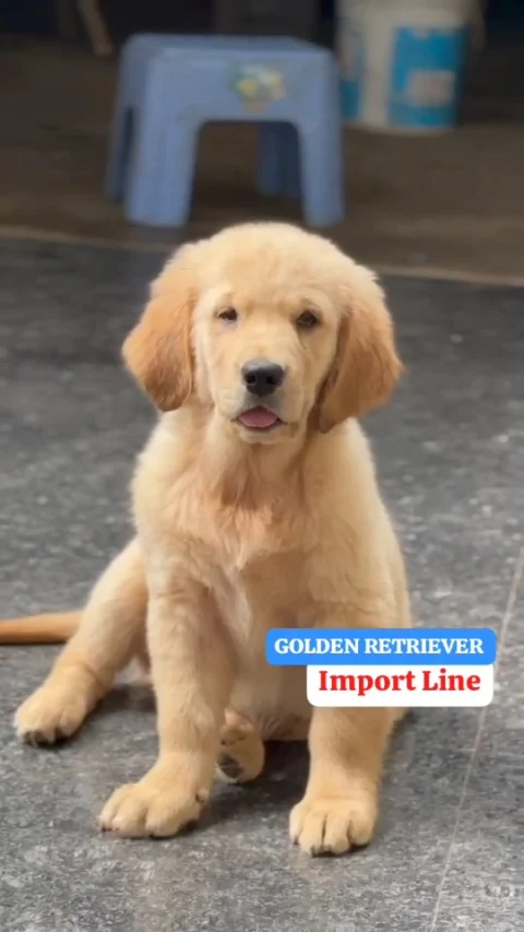 Import Lineage Golden Retriever Puppies Available. Good Age Vaccine &