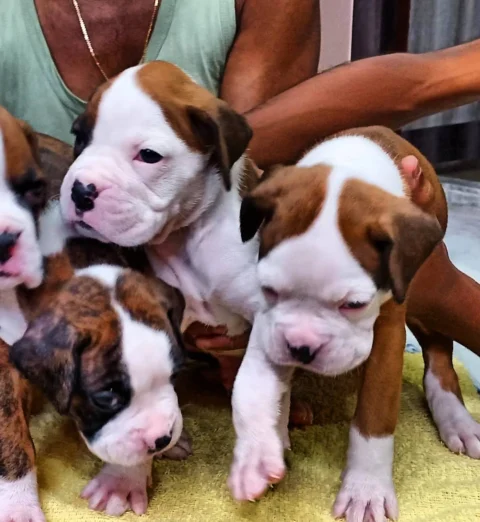 High Quality Boxers Available.