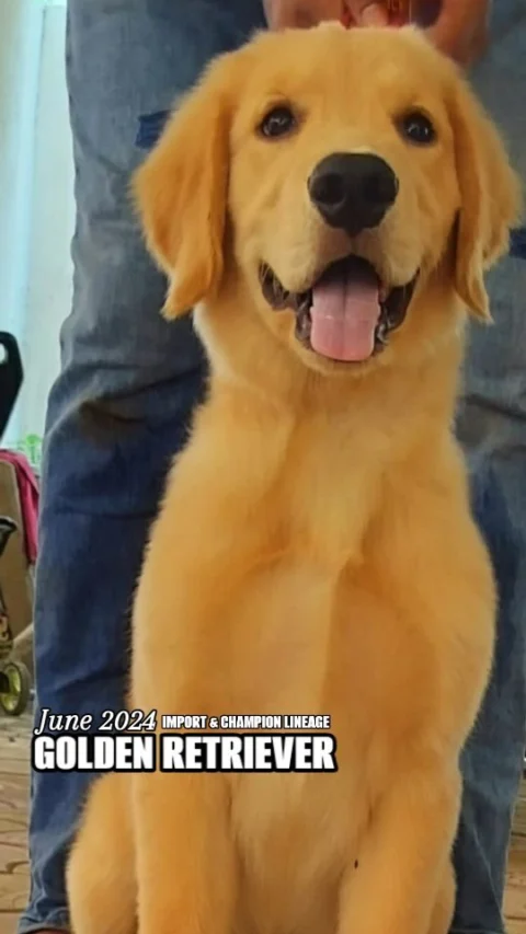 Import & Champion Lineage Golden Retriever Puppy 4months Vaccinated KCI