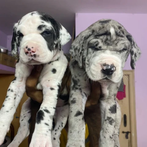 A Harle & a Merle