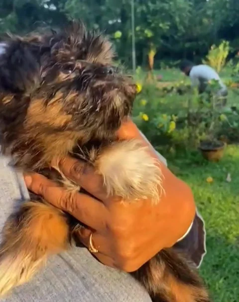 Cute Tricolor #Apso Pup. #Siliguri