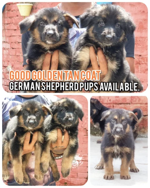 Good Golden Tan Coat German Shepherd Puppies Available. Straight Backs.