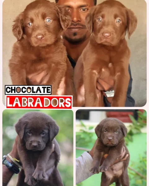 The chocolate Lab is a friendly, fun-loving and active dog. Weighing up 80lbs,