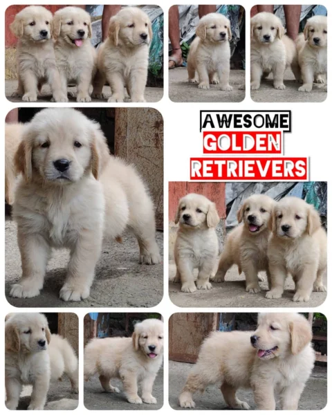 Awesome Golden Retrievers.