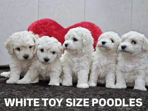 🐾 Pure White, Pure Joy