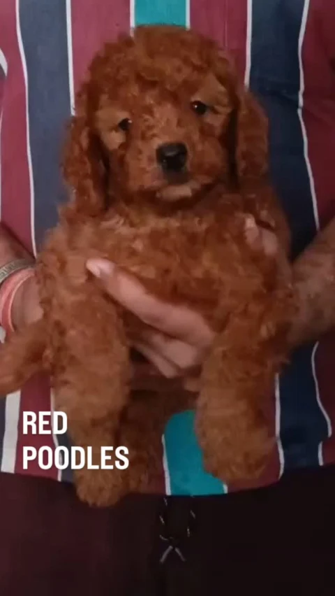 🐩 Adorable Red Toy Poodle Puppies for Sale 🐩