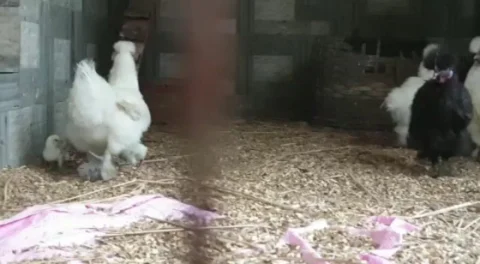 The Silkie is a breed of chicken named for its