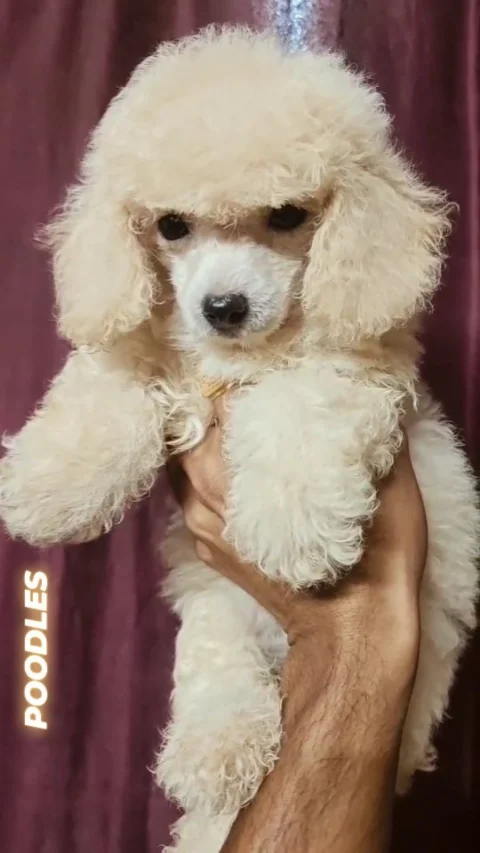 The Cute Poodle Puppies Compilation