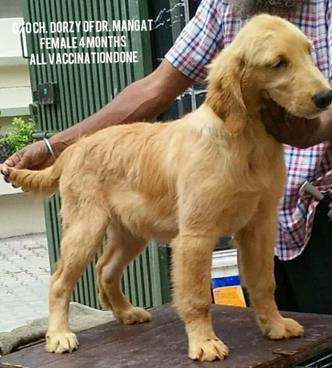 Golden Retriever