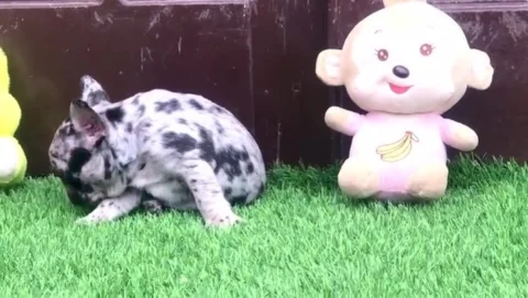 So Cute.