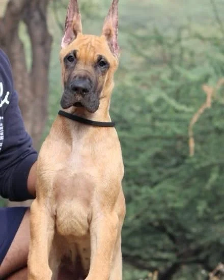 #GreatDane Fawn Male Pup available.