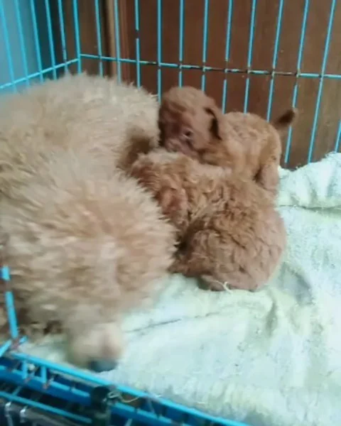 Poodle Puppies with Their Mum