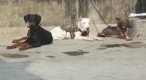 Whiskey, Duggu & Naira before #lockdown days at #Boskyskennel