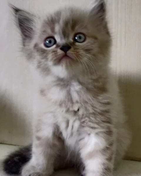 #Cats can lower stress levels, reducing your risk of having