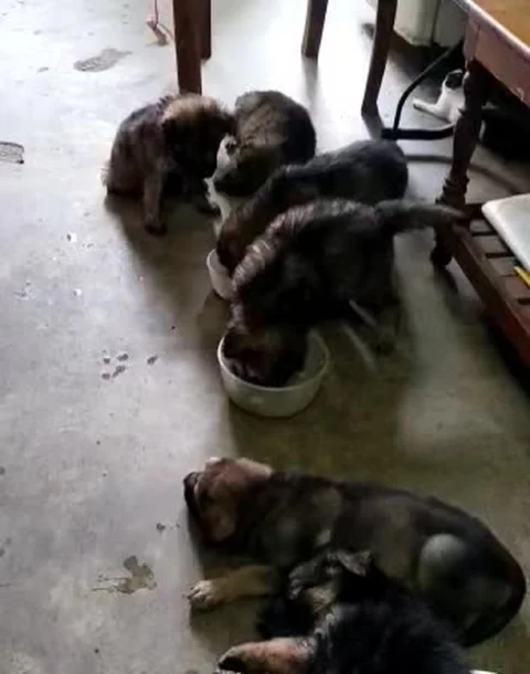 Sable Coat #GSD Pups ready in Siliguri