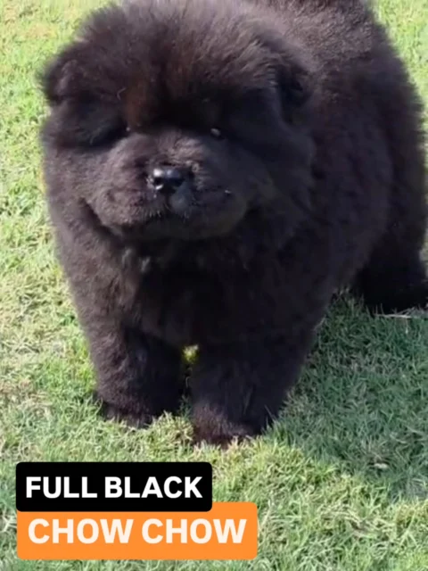 🖤 Full Black CHOW CHOW — The Icon of Elegance