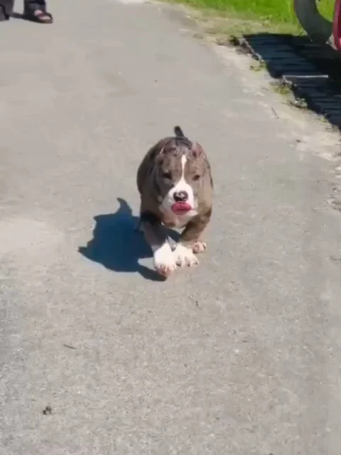 🐾 Rare Exotic Merle Bully Pup 🐾