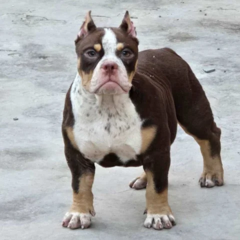 Tricolor American Bully Available.