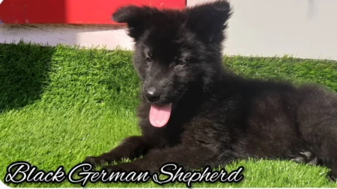 Awesome Puppies, Semi Adult & Adults Available at Good Prices