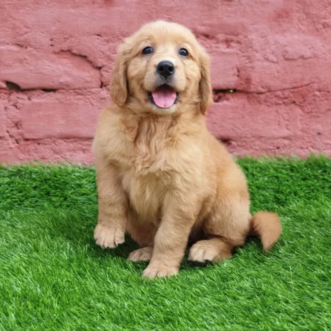 Golden Retrievers are ready and have arrived. Whatsapp us for