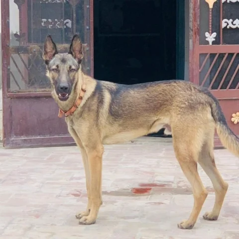 Handsome Sable...