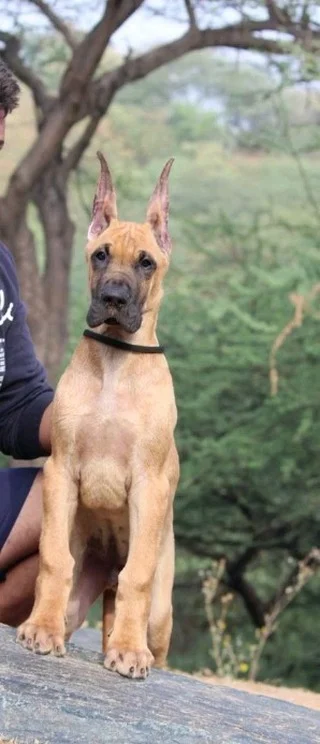 #GreatDane Fawn & Full Black Males available.