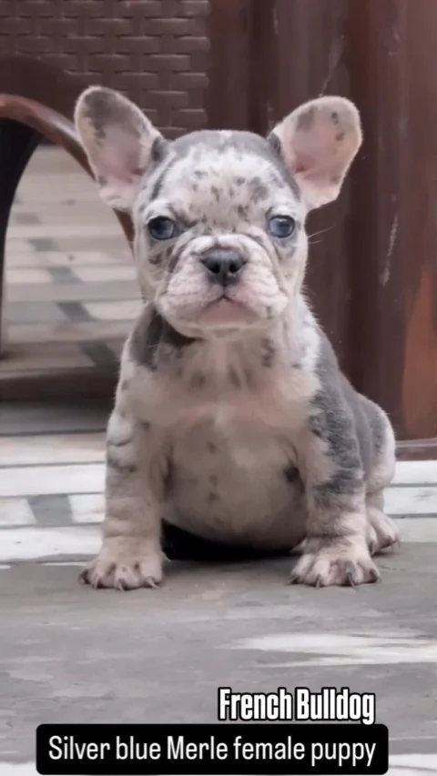 Exotic French Bulldog Pup
