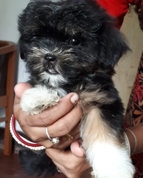 Tricolor #LhasaApso puppies ready in #Siliguri