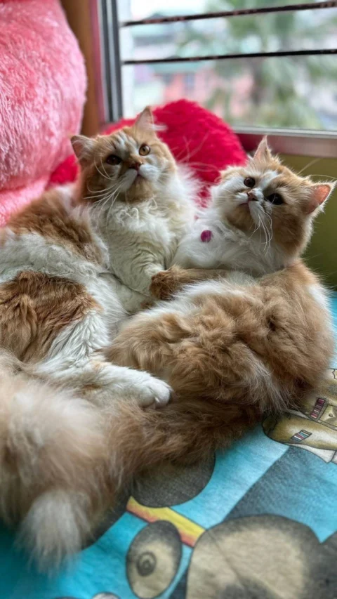 Kittens Available from this Couple