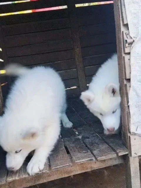 🤍 Pure White Siberian Husky Puppies