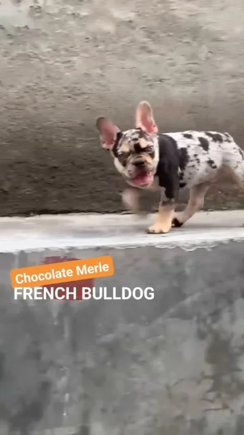 Chocolate Merle French Bulldog Puppy. A Rare One Available.