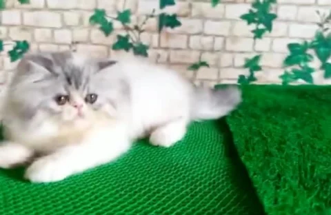 Got a Fascination for Kittens ?