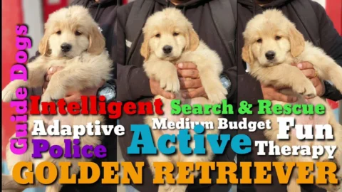 #Golden #Retriever, An #Intelligent #Dog, #Adaptive Dog #Breeds, #Active #Dogs,