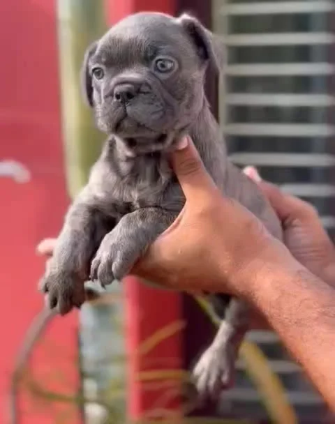 Beautiful Blue Coat #Frenchie.