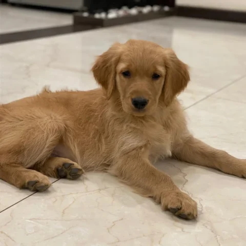 Beautiful Golden Retrievers from Boskys.