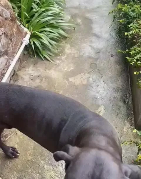 #GreatDane #Puppies ready in #Kalimpong.