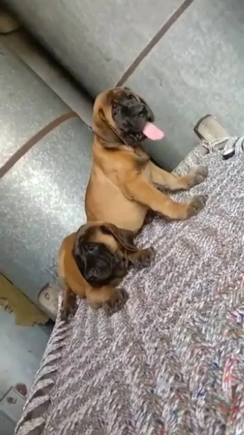 English Mastiff Litter with their Parents