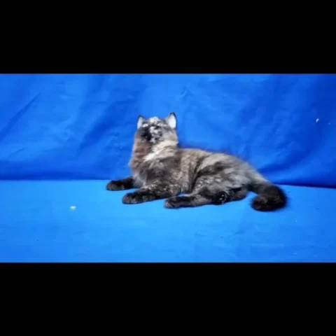 Interesting Color #Kittens : Tortishell