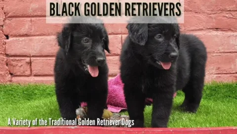 Awesome Black Golden Retrievers.