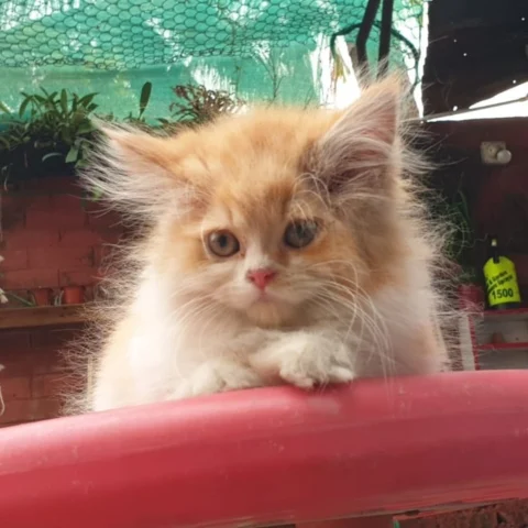 White&Orange Coat Little Kitten ready in Siliguri.