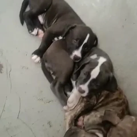 Got the #Blue, #Black & #Brindle coats in the #AmericanBully