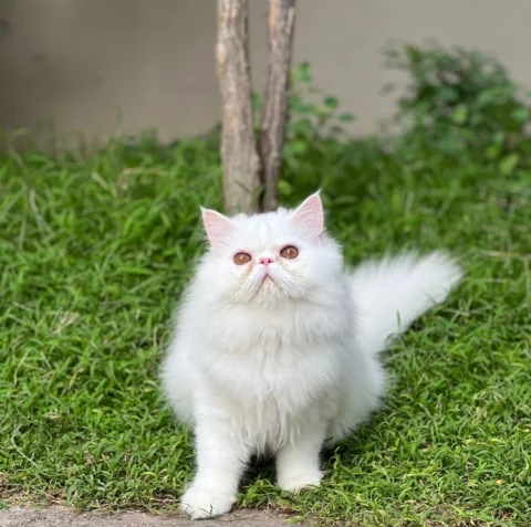 White #Kittens