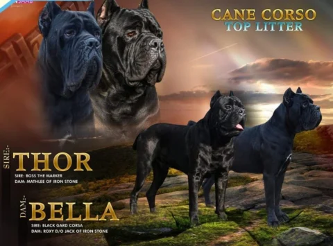 These are the Parents of the 3months old Cane Corso