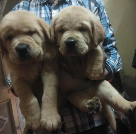 Solid Quality & Indeed Deep Golden Coat