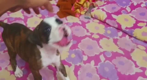 #Boxer Litter Ready in #Kolkata.