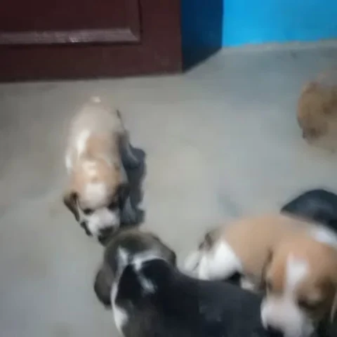 Bicolor & Tricolor