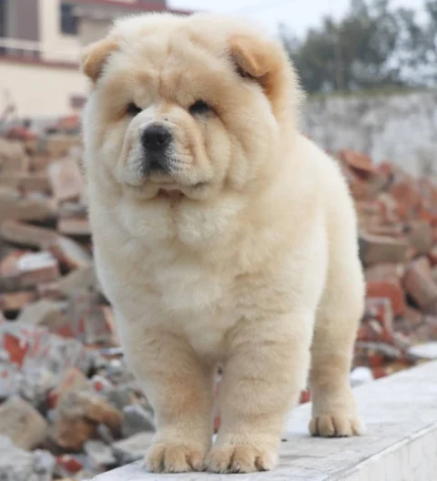 Chows... Cream & Beautiful .